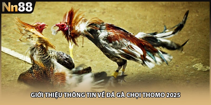 Giới thiệu thông tin về đá gà chọi Thomo 2025