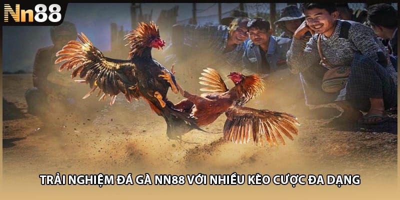 Trải nghiệm đá gà NN88 với nhiều kèo cược đa dạng